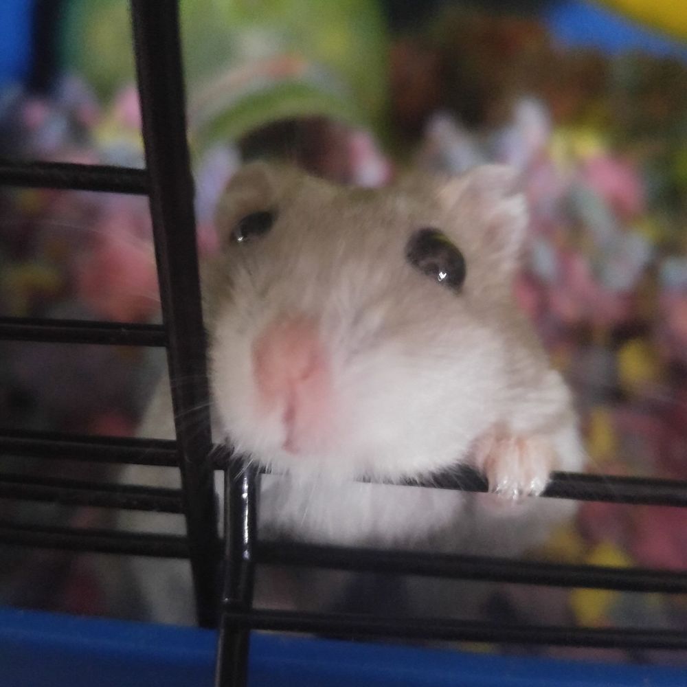 Meet your Posher, Gizelle